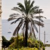 Palma davanti al mare con barca a vela sullo sfondo.
