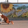 Un cane su uno skateboard davanti a un murale con girasoli.