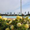 Fiori gialli e piscina con ombrelloni sullo sfondo.