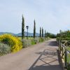 Viale alberato con cipressi e fiori gialli, cielo sereno.