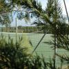 Campo da tennis visto attraverso rami di alberi sempreverdi.