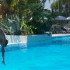 Uomo tuffandosi in piscina azzurra circondata da palme.