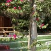 Baia Di Gallipoli Camping Resort